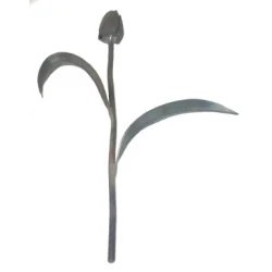 Kwiat kuty TULIPAN KARTUL01.1